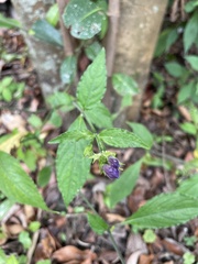 Strobilanthes formosana