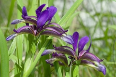 Iris graminea