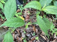 Strobilanthes formosana