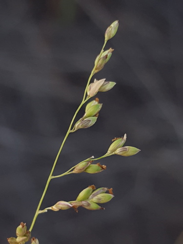 Janochloa antidotalis