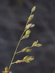 Panicum antidotale