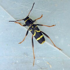 Clytus arietis