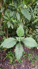 Smallanthus pyramidalis