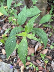 Strobilanthes formosana