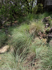 Setaria lindenbergiana