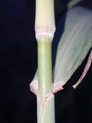 Panicum antidotale