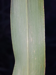 Panicum antidotale