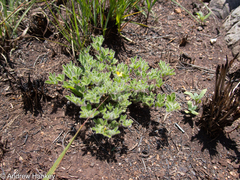 Leobordea foliosa