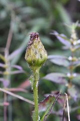 Hypochaeris ciliata