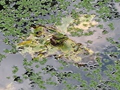 Pelophylax fukienensis