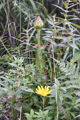 Hypochaeris ciliata