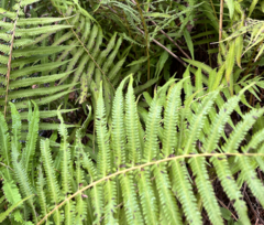 Pelazoneuron kunthii