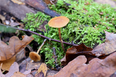 Galerina sideroides