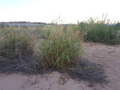 Panicum antidotale