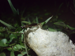Mantoida