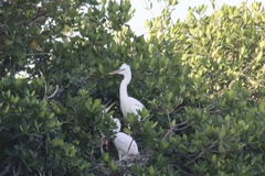 Ardea herodias occidentalis