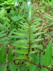 Zanthoxylum ailanthoides