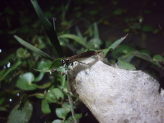 Mantoida