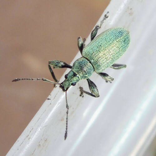 Nettle weevil photo 5