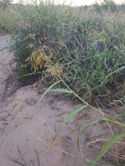Panicum antidotale