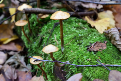 Physalacriaceae