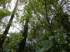 Cicadoidea