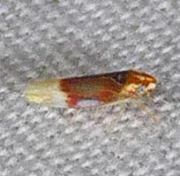 Erythridula abolla