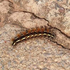 Leucaloa