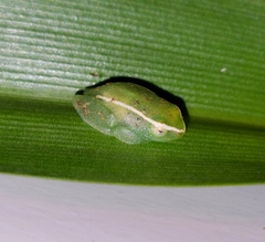 Hyperolius semidiscus