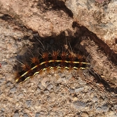 Leucaloa