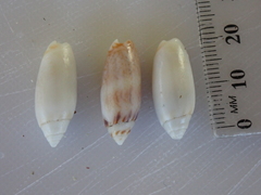 Oliva australis