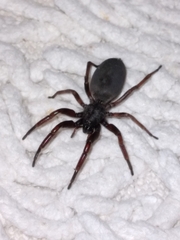 Lampona cylindrata