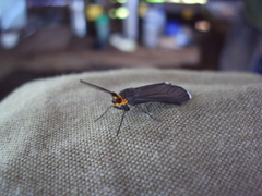 Ctenucha