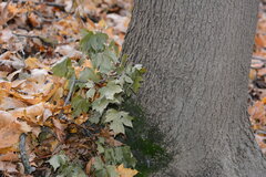 Acer platanoides