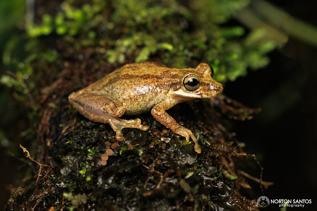 Brien's Snouted Treefrog