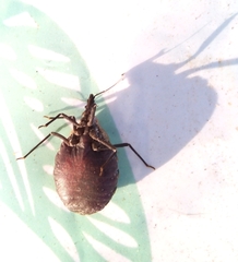 Triatoma
