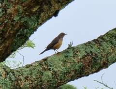 Turdus libonyana