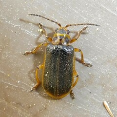 Galerucella nymphaeae