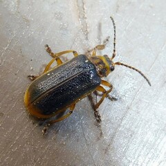 Galerucella nymphaeae