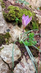 Crocus suaveolens