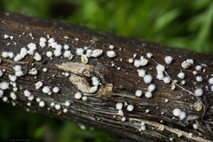 Capitotricha bicolor