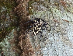 Steirastoma marmoratum