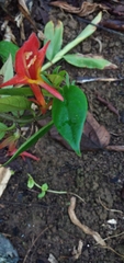 Columnea