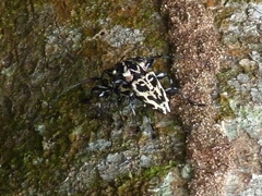 Steirastoma marmoratum