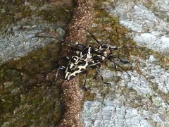 Steirastoma marmoratum