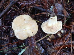 Lactarius pallescens