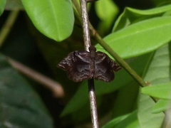 Helias phalaenoides