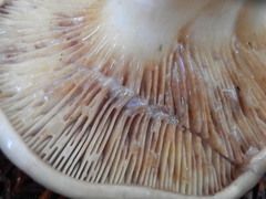 Lactarius pallescens