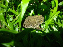 Duttaphrynus melanostictus