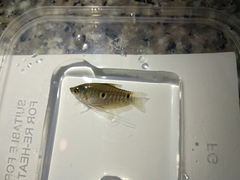 Trichopodus trichopterus